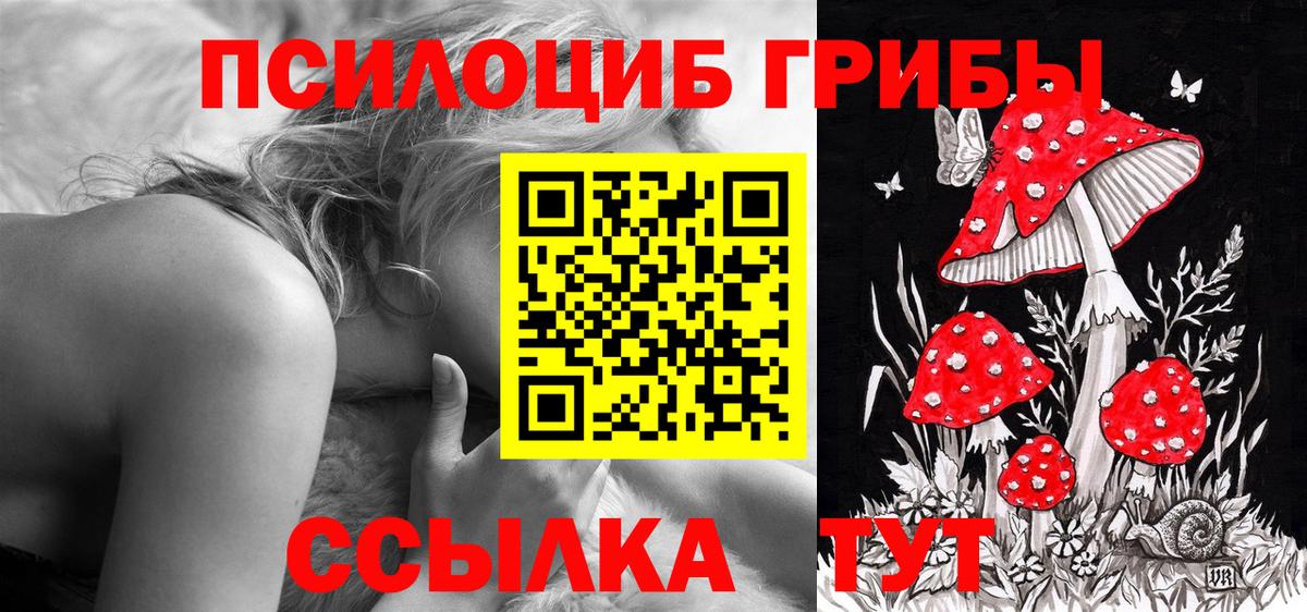 Псилоцибиновые грибы Cubensis Новозыбков